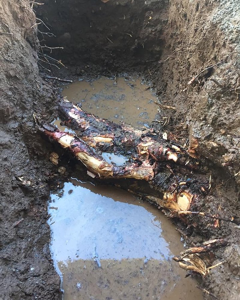 Tree Roots Dug Out — Aldinga Plumbing Services